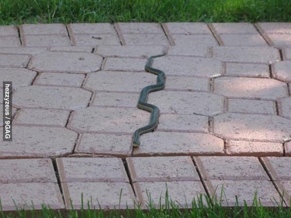 Real Life Snake
