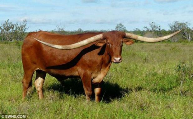Record-breaking Texas bull has whopping 9ft 1in horns