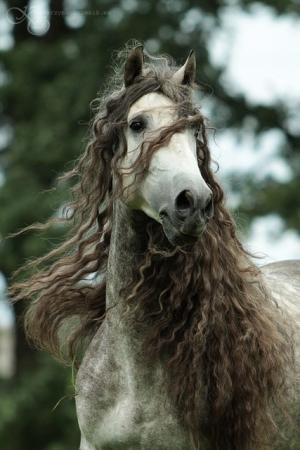 Spanish Horses (Andalusians).... Beauty