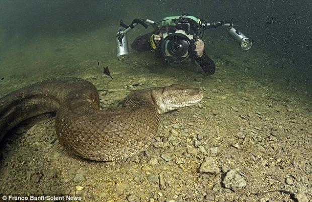 Terrifying close-up of a 26 ft (8 meter) anaconda snake underwater