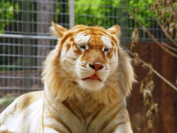 The Rare GOLDEN TIGER