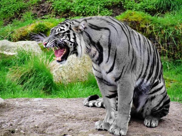 The Rare Maltese (Blue) Tiger, Thought to be Exctinct