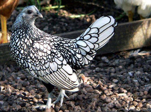 The Silver Sebright Hen