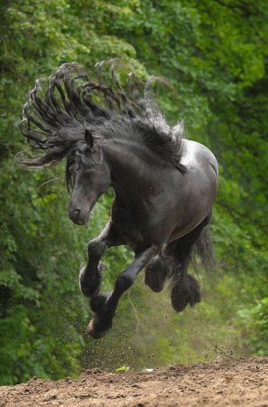 This horse has rocking hair. Awesome