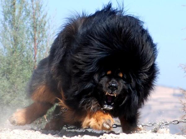 Tibetan Mastiff - World's Most Expensive Dog