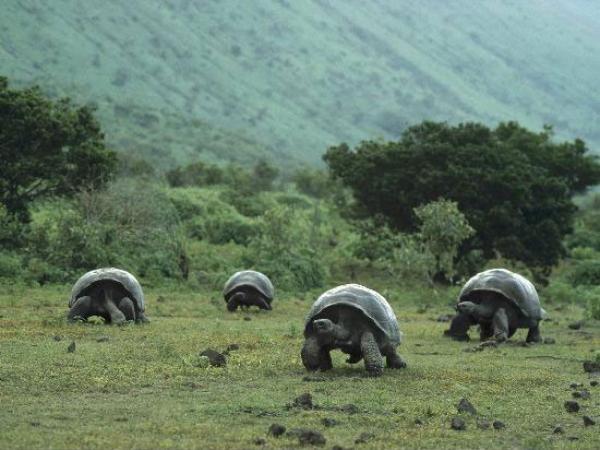 Tortoises Gang