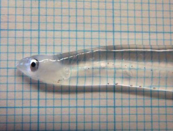 Transparent Fish
