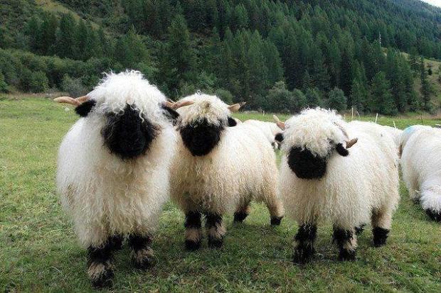 Valais Blacknose Sheep from Switzerland