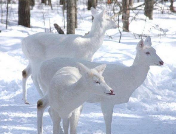 White Deers...... Rare Species - Animals & Pets Images & Photos