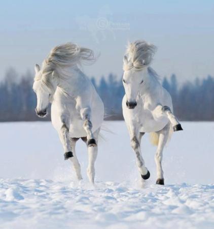 White Horses