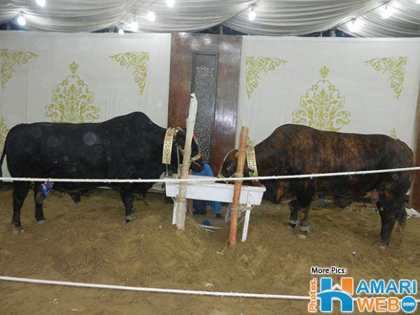 Beautiful Pair of Bull for Qurbani