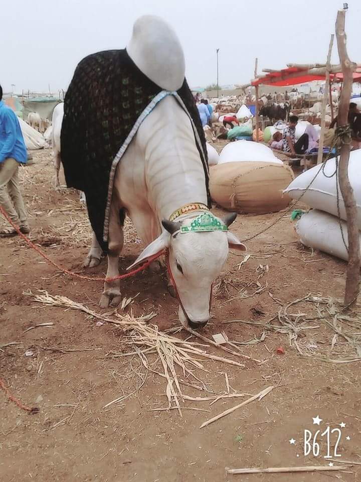 ‎Sibbi‬ 2016 Masha Allah