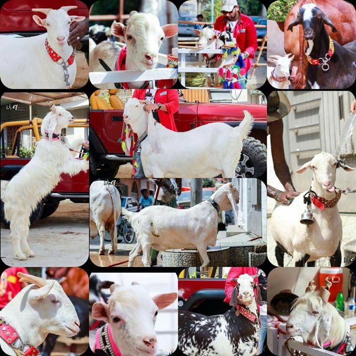 A Collection of White Goats Pictures