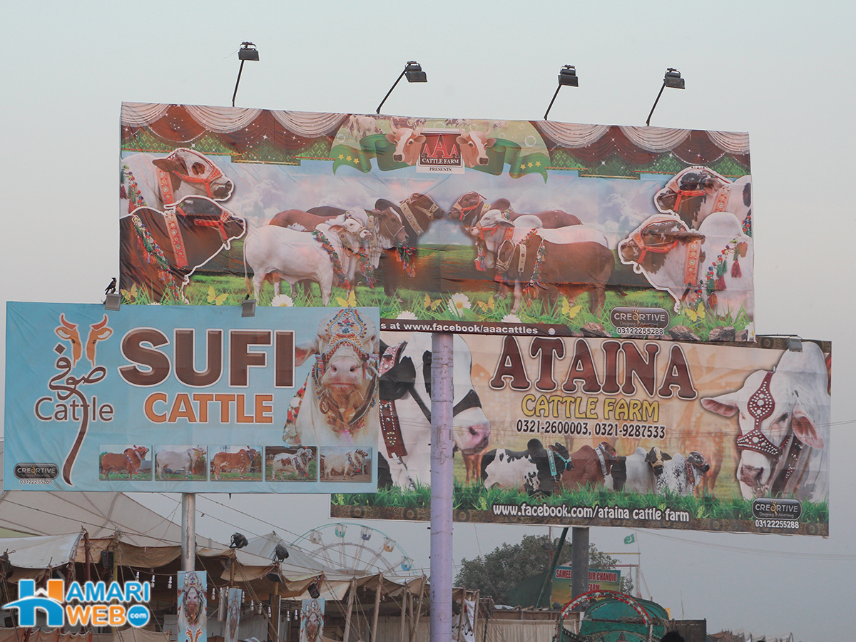 AAA Cattle Farm - Sufi Cattle Farm - Ataina Cattle Farm