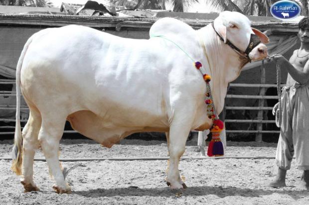 Al-Rehman Cattle & Dairy Farm