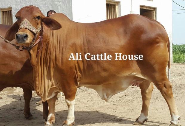 Ali Cattle House 2013