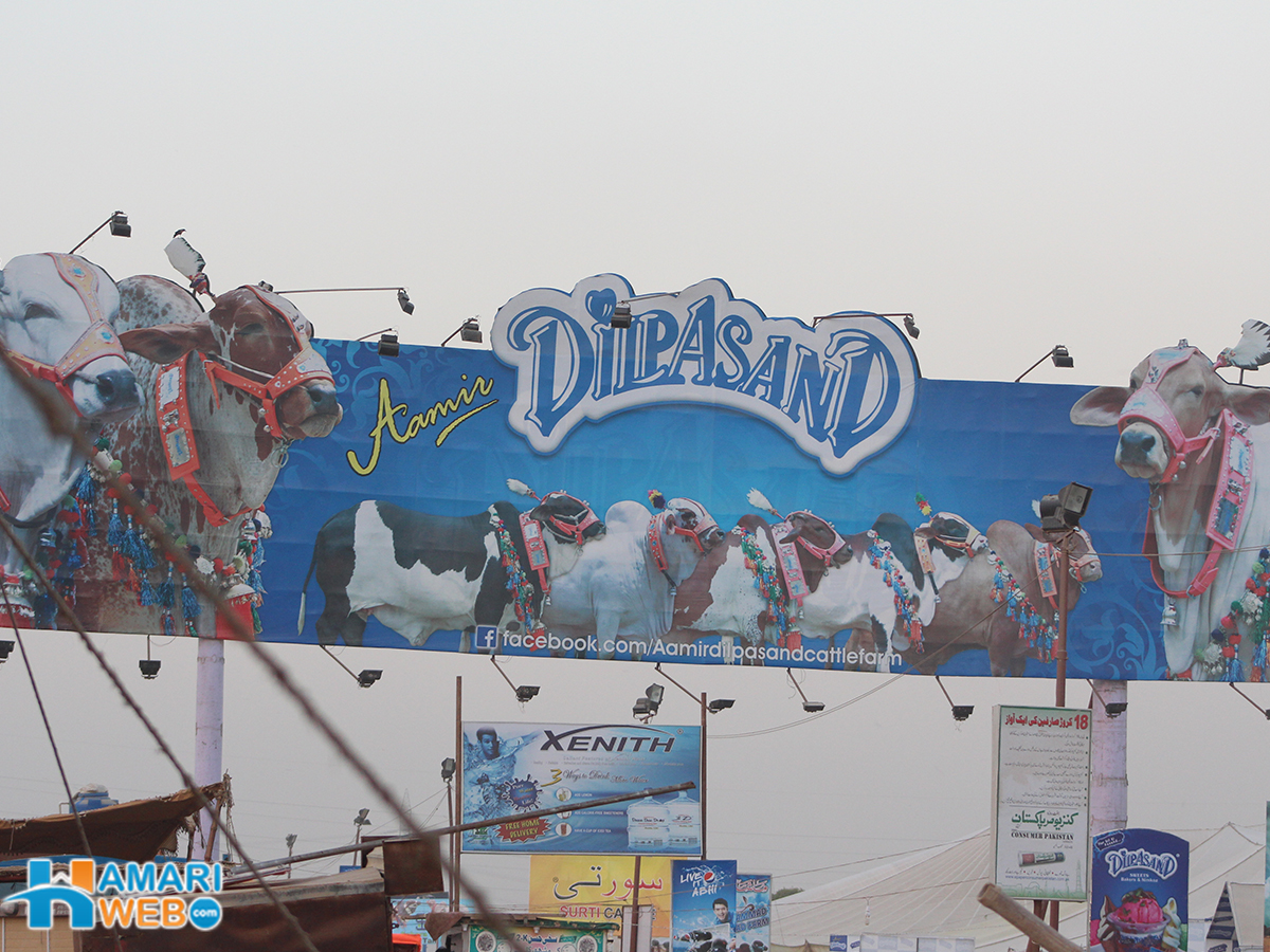 Amir Dilpasand Cattle Farm 2015 in Sohrab Goth Gai Mandi