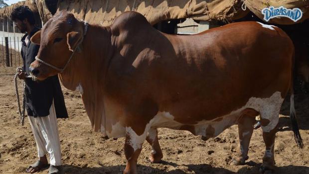 Amir Dilpasand Cattle Farm