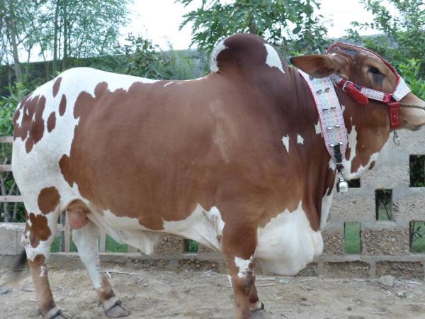 Baba Ansari Cattle Farm