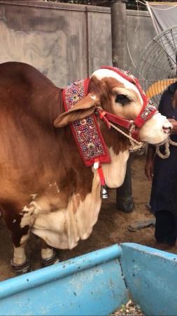 Gulabi Naak - D Cattle Farm 2018