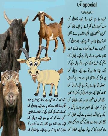 Bakra Eid Special Poem