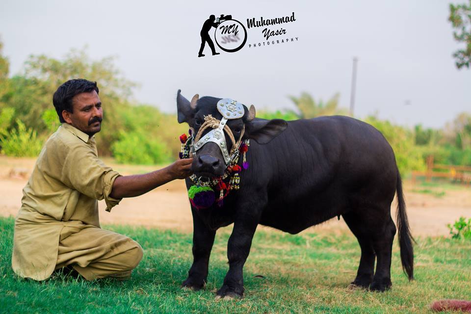 Beautiful Black Bachra