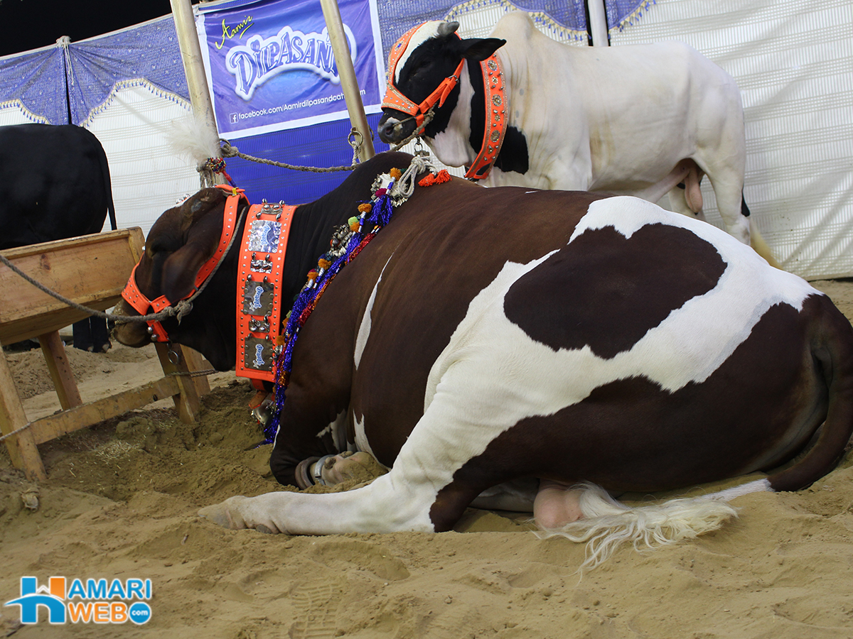 Beautiful Brown And White Bull From Dilpasand Cattle Farm