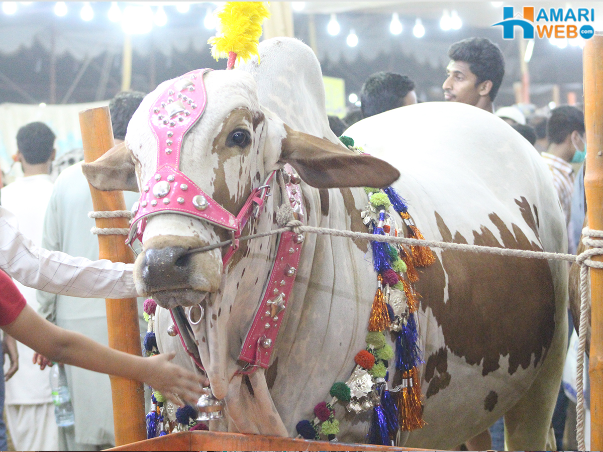 beautiful-cow-from-cattle-farm-in-gai-mandi-bakra-eid-images-photos