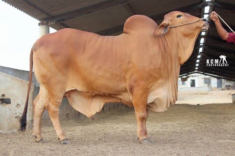 Beautiful Desi Cow 2016