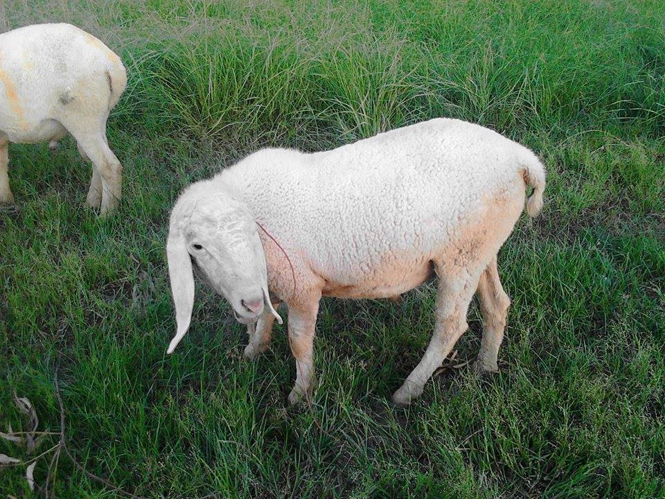 Beautiful Dumba For Bakra Eid