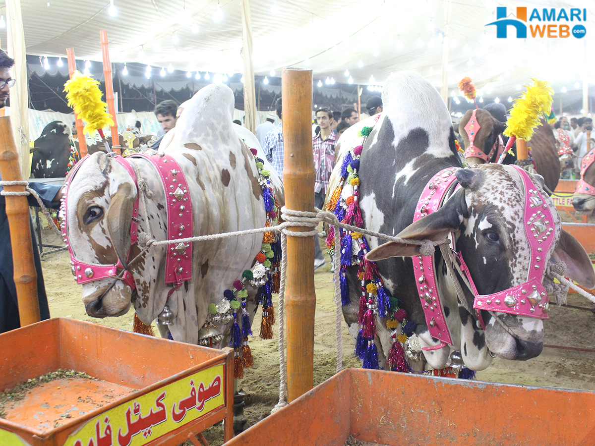 Beautiful Pair Of Bulls From Sufi Cattle Farm 2015