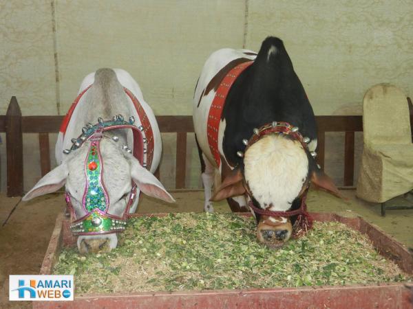 Beautiful Pair of Cow