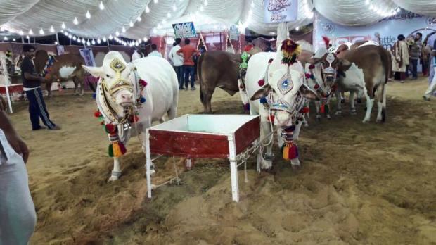 Beautiful White Bulls In 786 Cattle Farm 2016