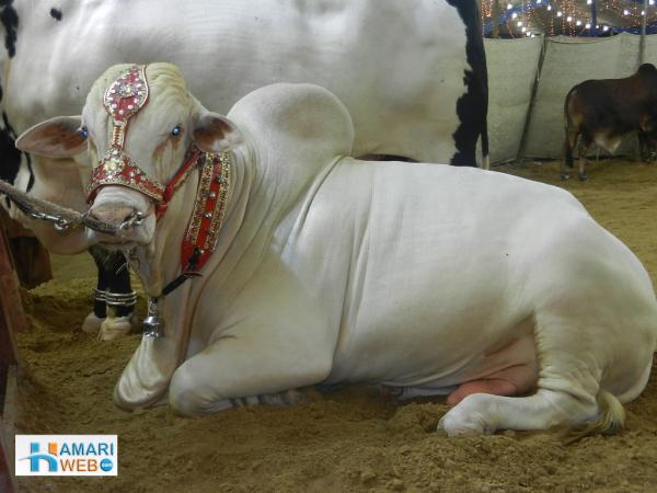 Beautiful White Cow - Bakra Eid Images & Photos