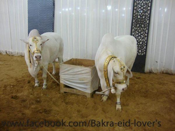 Beautiful White Pair