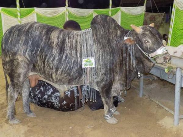 Beautiful & Unique Bull In Afridi Cattle Farm 2016