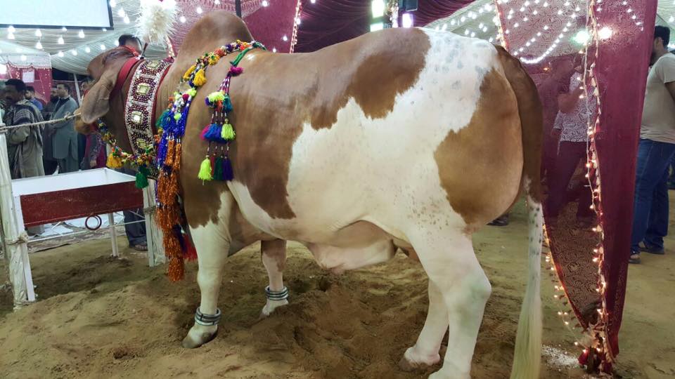 Beauty In 786 Cattle Farm 2016