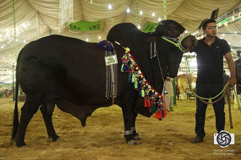 Black Beauty From Afridi Cattle Farm 2016
