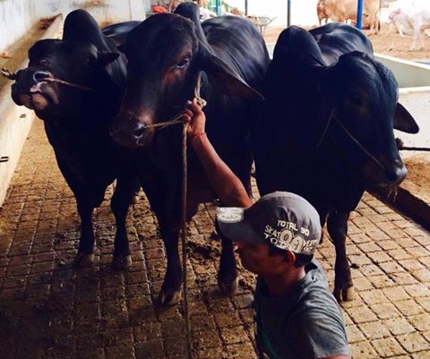 Black Beauty From Friends Cattle Farm