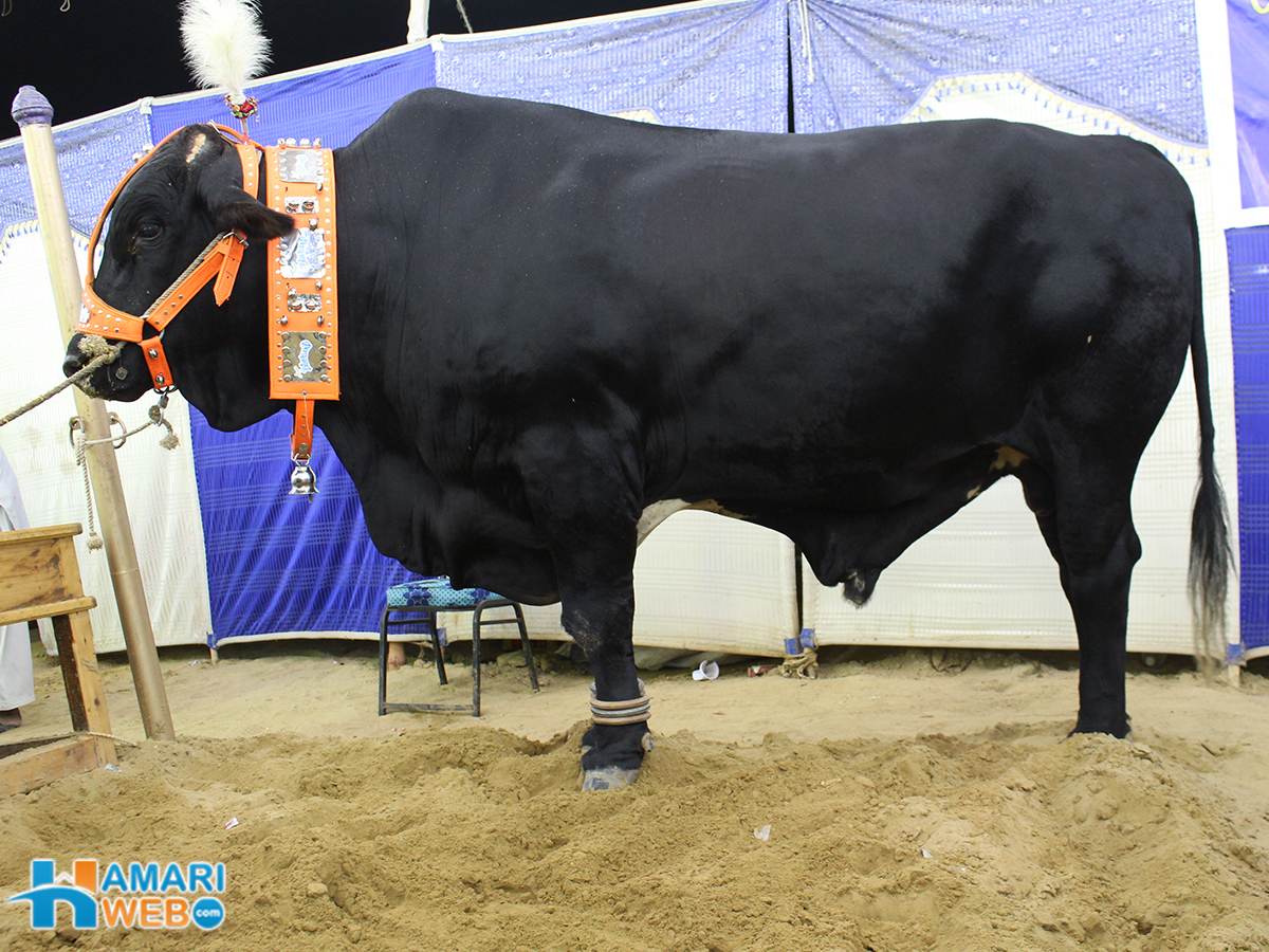 Black Bull From Dilpasand Cattle Farm Cow Mandi