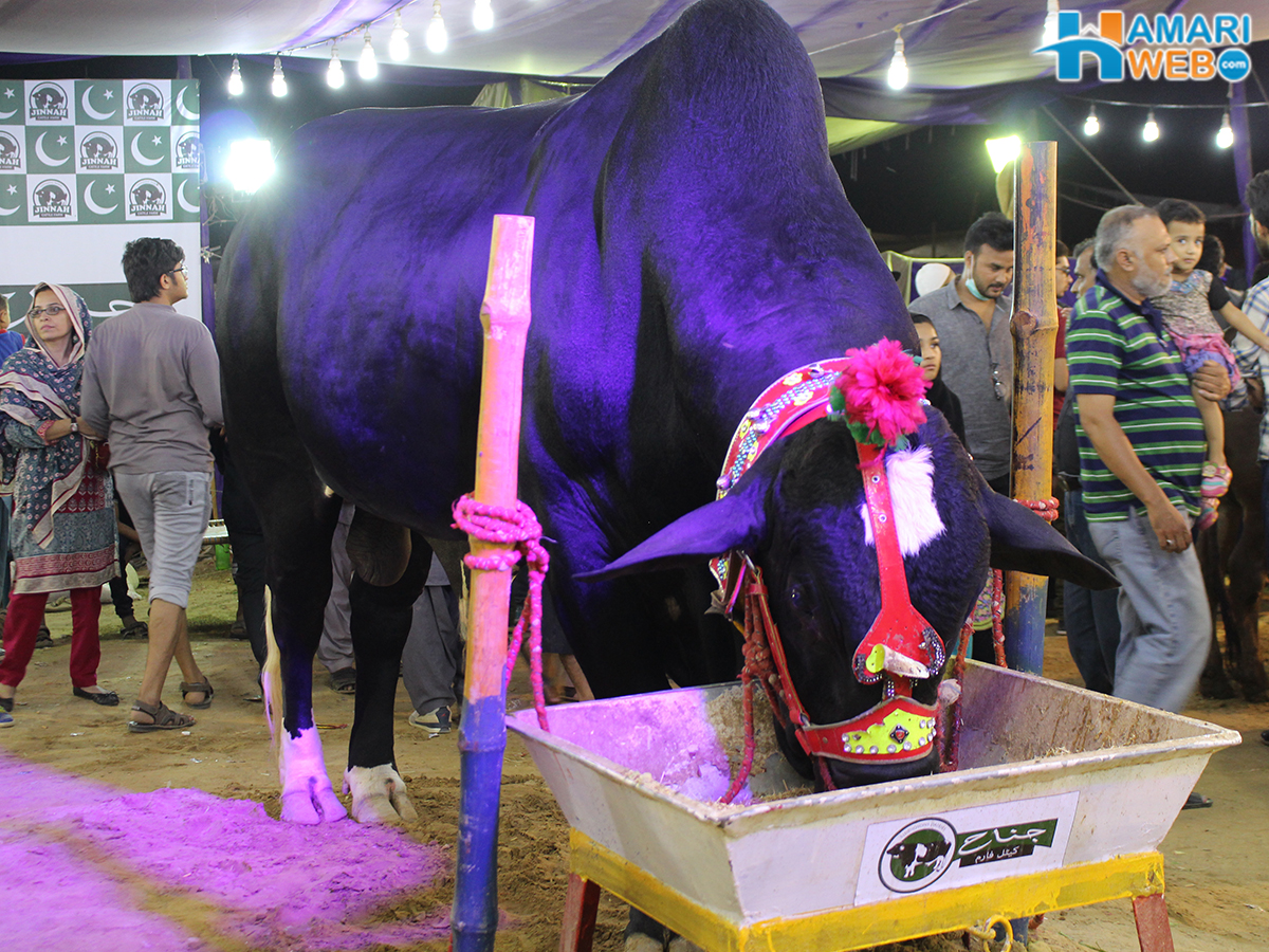 Black Bull From Jinnah Cattle Farm 2015