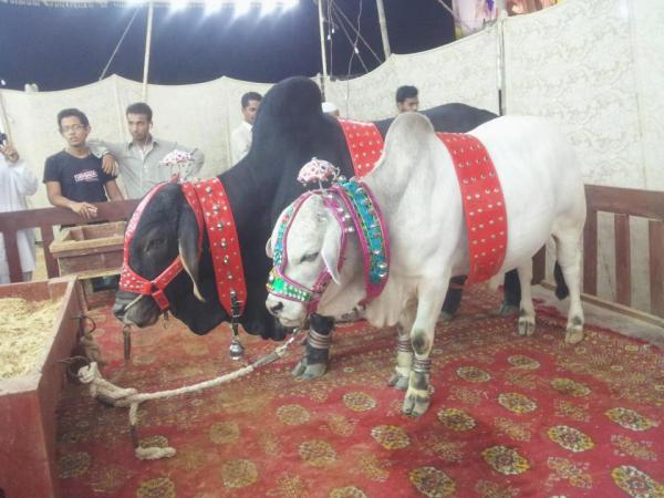 Black and White Pair 