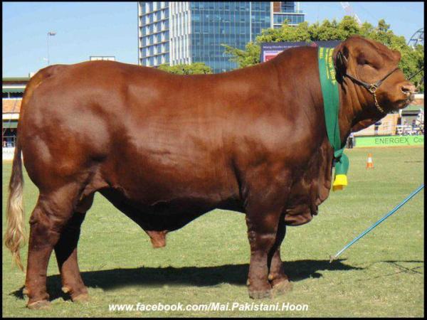 Brown Bull