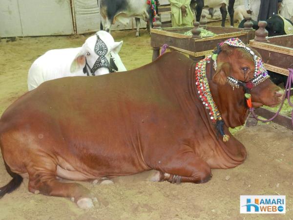 Brown & White Cow Pair
