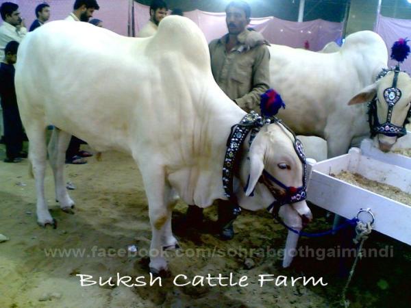Buksh Cattle Farm