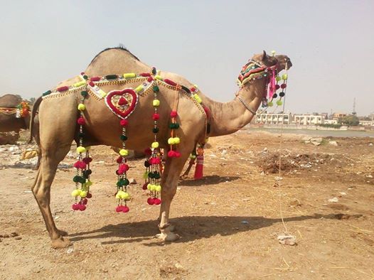 qurbani camel