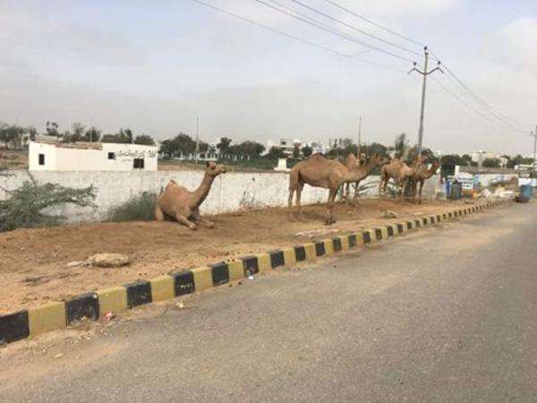 Camels At Sohrab Goth Mandi Super Highway Karachi 2016