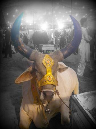 Chand Bull Picture At Cow Mandi 2016