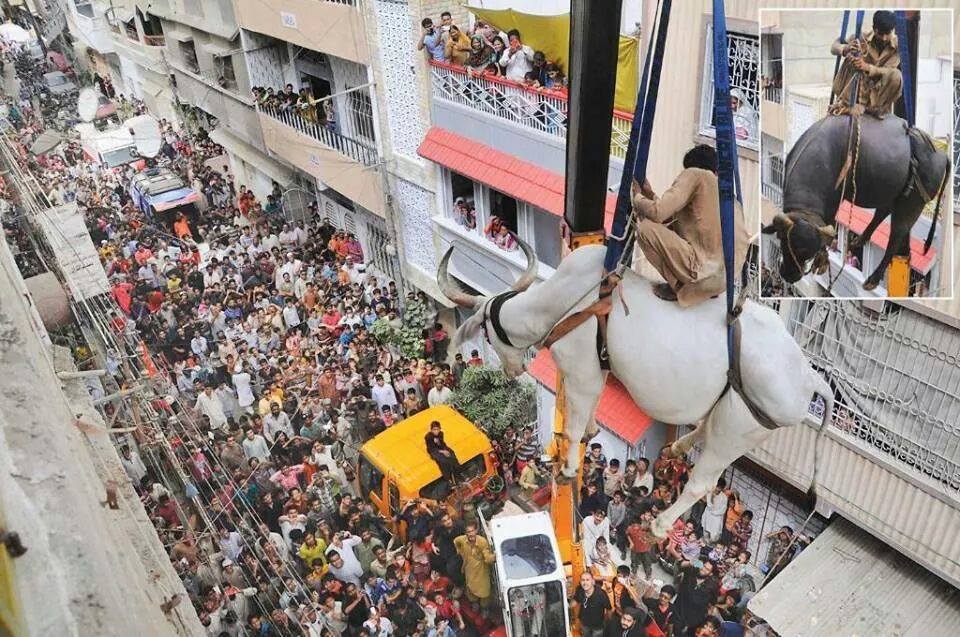 Cow Lifted Down By Crain In Paposh Nagar Karachi
