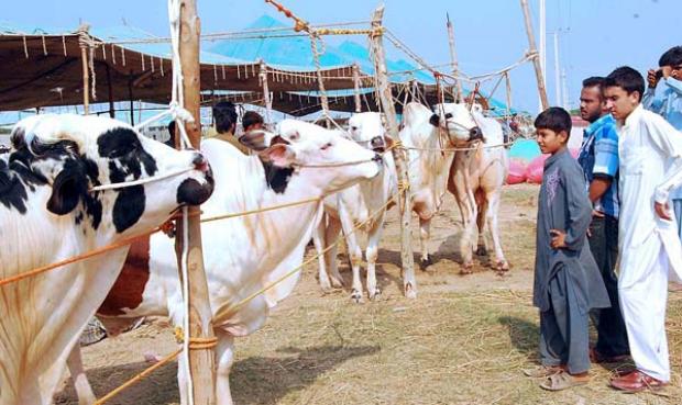 Cow Market in Islamabad